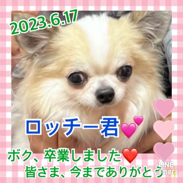 ★ロッチー★2023,4,24ー2023,6.17【保護犬カフェ天神橋店】